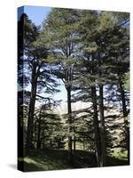 The Cedar Trees of Bcharre, Qadisha Valley, Lebanon-Wendy Connett-Stretched Canvas
