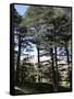 The Cedar Trees of Bcharre, Qadisha Valley, Lebanon-Wendy Connett-Framed Stretched Canvas