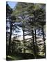 The Cedar Trees of Bcharre, Qadisha Valley, Lebanon-Wendy Connett-Stretched Canvas