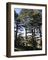 The Cedar Trees of Bcharre, Qadisha Valley, Lebanon-Wendy Connett-Framed Photographic Print