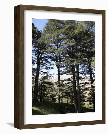 The Cedar Trees of Bcharre, Qadisha Valley, Lebanon-Wendy Connett-Framed Photographic Print