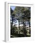 The Cedar Trees of Bcharre, Qadisha Valley, Lebanon-Wendy Connett-Framed Photographic Print