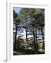 The Cedar Trees of Bcharre, Qadisha Valley, Lebanon-Wendy Connett-Framed Photographic Print