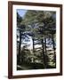 The Cedar Trees of Bcharre, Qadisha Valley, Lebanon-Wendy Connett-Framed Photographic Print