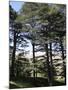 The Cedar Trees of Bcharre, Qadisha Valley, Lebanon-Wendy Connett-Mounted Photographic Print