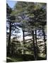 The Cedar Trees of Bcharre, Qadisha Valley, Lebanon-Wendy Connett-Mounted Photographic Print