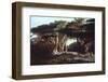 The Cedars of Lebanon-Edward Lear-Framed Premium Photographic Print