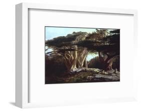 The Cedars of Lebanon-Edward Lear-Framed Photographic Print