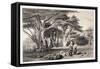 The Cedars of Lebanon-Prosper Georges Antoine Marilhat-Framed Stretched Canvas