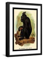 The Celebean Black Baboon-G.r. Waterhouse-Framed Art Print