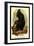 The Celebean Black Baboon-G.r. Waterhouse-Framed Art Print