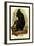 The Celebean Black Baboon-G.r. Waterhouse-Framed Art Print