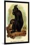 The Celebean Black Baboon-G.r. Waterhouse-Mounted Art Print