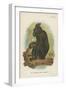 The Celebean Black Baboon-null-Framed Premium Giclee Print