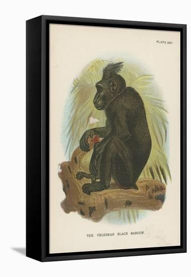 The Celebean Black Baboon-null-Framed Stretched Canvas