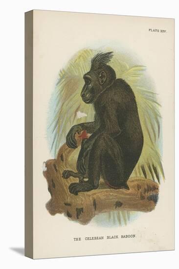 The Celebean Black Baboon-null-Stretched Canvas