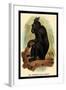 The Celebean Black Baboon-G.r. Waterhouse-Framed Art Print