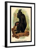 The Celebean Black Baboon-G.r. Waterhouse-Framed Art Print