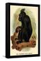 The Celebean Black Baboon-G.r. Waterhouse-Framed Stretched Canvas