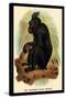 The Celebean Black Baboon-G.r. Waterhouse-Stretched Canvas