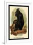 The Celebean Black Baboon-G.r. Waterhouse-Framed Art Print