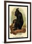 The Celebean Black Baboon-G.r. Waterhouse-Framed Art Print