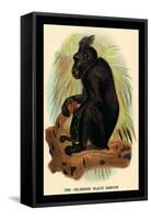 The Celebean Black Baboon-G.r. Waterhouse-Framed Stretched Canvas