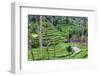 The center of the island of Bali is Ubud with the magical rice terraces.-Greg Johnston-Framed Photographic Print