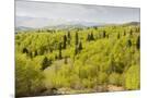 Wood Mount