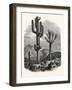 The Cereus Giganteus, or Monumental Cactus-null-Framed Giclee Print