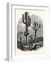 The Cereus Giganteus, or Monumental Cactus-null-Framed Giclee Print