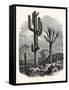 The Cereus Giganteus, or Monumental Cactus-null-Framed Stretched Canvas