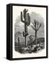 The Cereus Giganteus, or Monumental Cactus-null-Framed Stretched Canvas