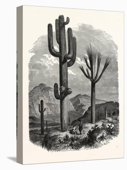 The Cereus Giganteus, or Monumental Cactus-null-Stretched Canvas