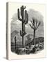 The Cereus Giganteus, or Monumental Cactus-null-Stretched Canvas