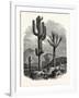 The Cereus Giganteus, or Monumental Cactus-null-Framed Giclee Print