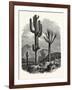 The Cereus Giganteus, or Monumental Cactus-null-Framed Giclee Print