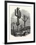 The Cereus Giganteus, or Monumental Cactus-null-Framed Giclee Print