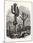 The Cereus Giganteus, or Monumental Cactus-null-Mounted Giclee Print