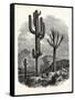 The Cereus Giganteus, or Monumental Cactus-null-Framed Stretched Canvas