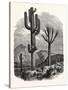 The Cereus Giganteus, or Monumental Cactus-null-Stretched Canvas