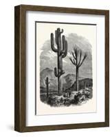 The Cereus Giganteus, or Monumental Cactus-null-Framed Giclee Print