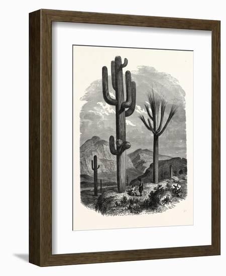 The Cereus Giganteus, or Monumental Cactus-null-Framed Giclee Print