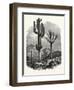 The Cereus Giganteus, or Monumental Cactus-null-Framed Giclee Print