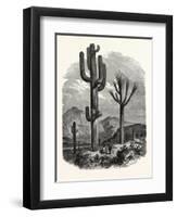 The Cereus Giganteus, or Monumental Cactus-null-Framed Giclee Print