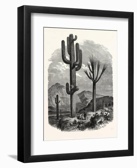 The Cereus Giganteus, or Monumental Cactus-null-Framed Giclee Print