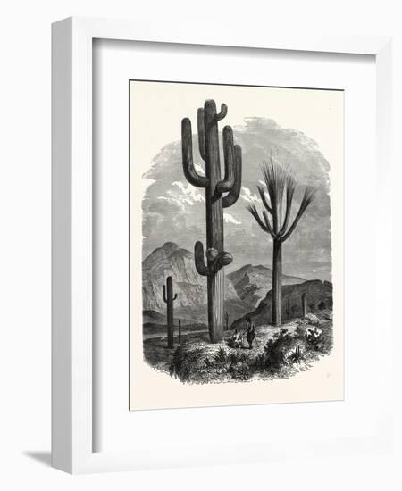 The Cereus Giganteus, or Monumental Cactus-null-Framed Giclee Print