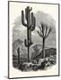 The Cereus Giganteus, or Monumental Cactus-null-Mounted Giclee Print