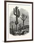 The Cereus Giganteus, or Monumental Cactus-null-Framed Premium Giclee Print