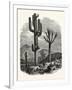 The Cereus Giganteus, or Monumental Cactus-null-Framed Premium Giclee Print